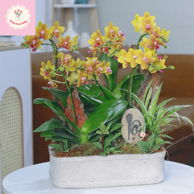 Hộp hoa lan – Biểu tượng của sự quý phái và thanh tao